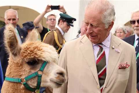 King Charles and Queen Camilla make new alpaca pal while on first trip to Wales since the coronation
