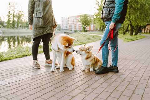 Zappos Just Launched Dog Walking-Approved Shoes With Rover: Shop the Collection Here