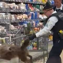 Coyote Hiding in Chicago Supermarket Cooler Yanked Out by Tail, on Video