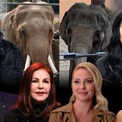 Cher Signs Letter to L.A. Mayor Protesting Transfer of Zoo Elephants to Tulsa