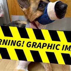 Family Dog Fights Off Vicious Backyard Gator Attack in Florida, Despite Injuries