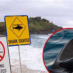 Man Punches Shark to Fend Off Terrifying Attack on Teen, on Video