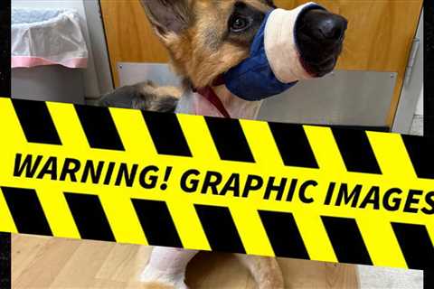 Family Dog Fights Off Vicious Backyard Gator Attack in Florida, Despite Injuries