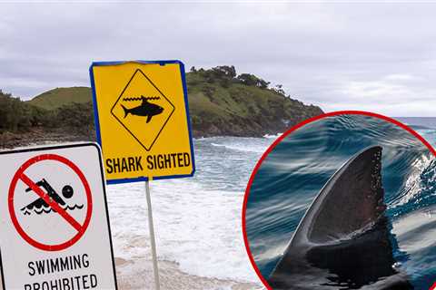 Man Punches Shark to Fend Off Terrifying Attack on Teen, on Video