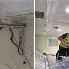 Snake On A Plane Delays Australia Flight, Removed By Snake Catcher