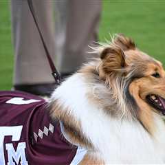 Texas A&M's Live Mascot, Reveille X, Undergoes Surgery To Remove Eye