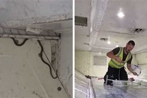 Snake On A Plane Delays Australia Flight, Removed By Snake Catcher
