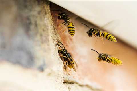 Exploring Eco-Friendly Strategies: Keeping Wasps at Bay with a 5p Trick