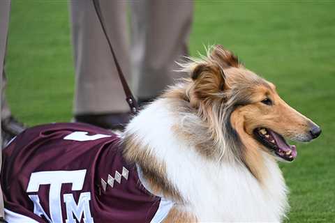 Texas A&M's Live Mascot, Reveille X, Undergoes Surgery To Remove Eye