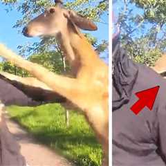 Deer Throws Hooves, Viciously Attacks Man on Motorbike, on Camera