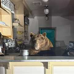 Bear Raids Lake Tahoe Ice Cream Parlor, Gets Caught In Act