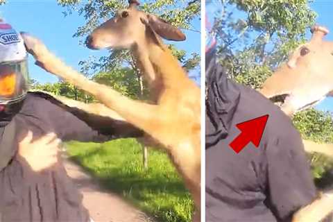 Deer Throws Hooves, Viciously Attacks Man on Motorbike, on Camera