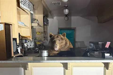 Bear Raids Lake Tahoe Ice Cream Parlor, Gets Caught In Act