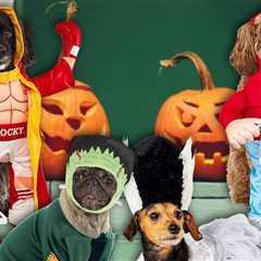 The Best Pet Halloween Costumes In 2025
