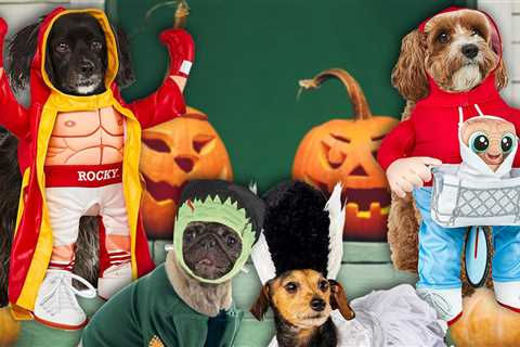 The Best Pet Halloween Costumes In 2025