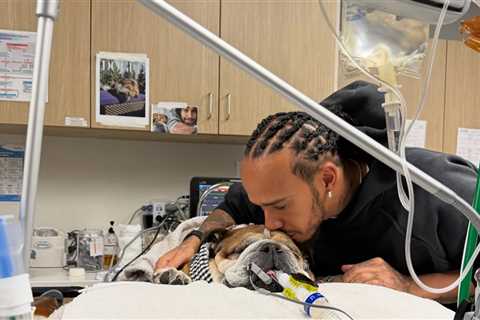Lewis Hamilton's Dog, Roscoe, In Coma, Fighting For Life in Hospital