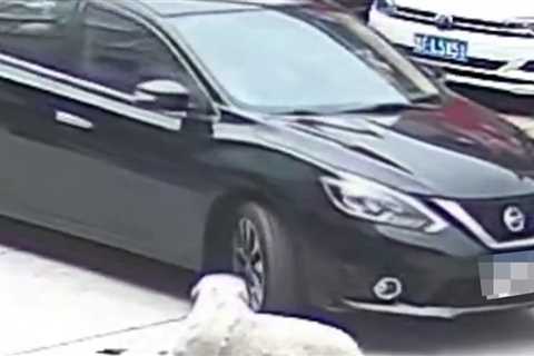 Chubby Dog Run Over by Car, Unharmed Due to Protective Layer, on Video