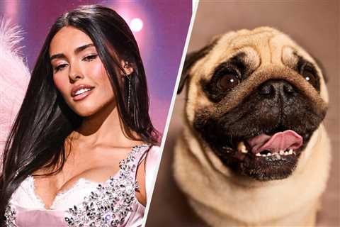 Can You Guess These Celebrity Dog Names?