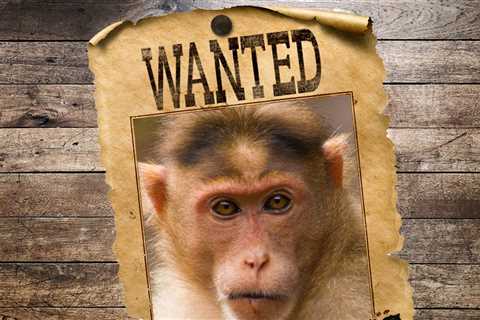 Mystery Behind Why 5 Monkeys Killed by Mississippi Deputies Is Solved