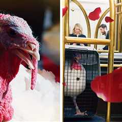 White House Posts 'Love Island'-Style Video for Upcoming Pardoned Turkeys