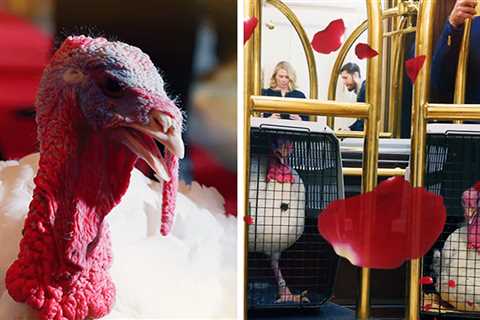 White House Posts 'Love Island'-Style Video for Upcoming Pardoned Turkeys