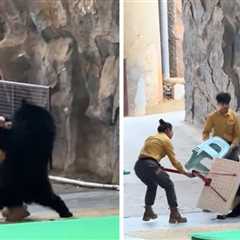Bear Refuses to Go Onstage, Attacks Handler for Snacks Instead, on Video