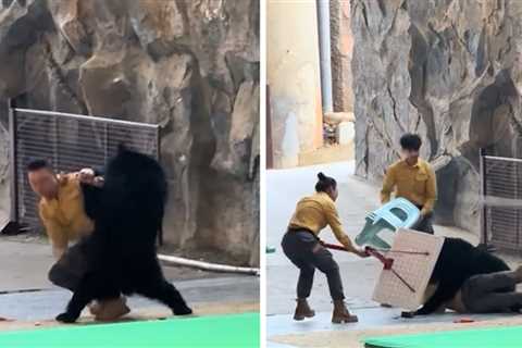 Bear Refuses to Go Onstage, Attacks Handler for Snacks Instead, on Video