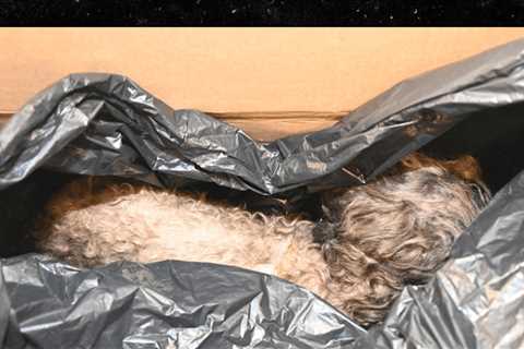 Epstein Files: Mysterious Fur Ball Stuffed Inside Trash Bag