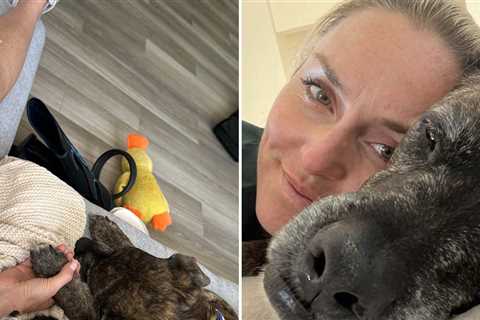 Lindsey Vonn's Dog Died the Day After Her Crash at Milan Cortina Olympics