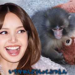 BLACKPINK's LISA Visits Punch the Monkey, Brings Orangutan Stuffed Animal