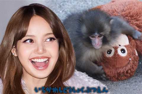 BLACKPINK's LISA Visits Punch the Monkey, Brings Orangutan Stuffed Animal