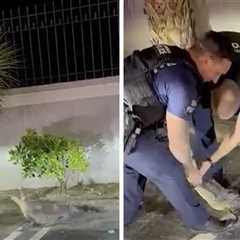 Florida Cop Muzzles Alligator After Smacking It on the Snout, on Video