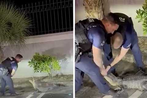 Florida Cop Muzzles Alligator After Smacking It on the Snout, on Video
