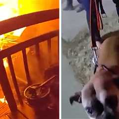 Dog Rescued From Burning House by Colorado Cops, on Body Cam Video