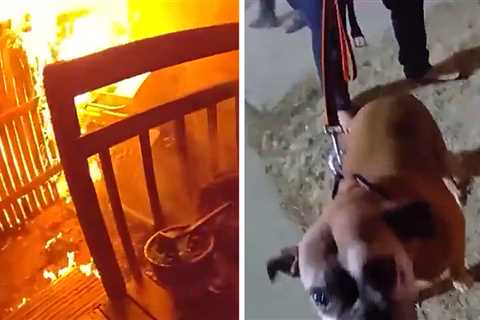 Dog Rescued From Burning House by Colorado Cops, on Body Cam Video