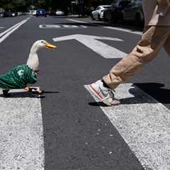 Meet Merlin, the viral Mexican duck taking the World Cup by storm