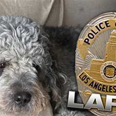 Family of Dog Killed by LAPD Will Sue if Not Handled 'Appropriately'