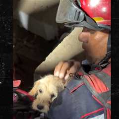 Video Shows Terrified Puppy Rescued From Collapsed Building After Venezuela Earthquakes
