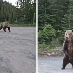 Grizzly Bear Charges at Woman Hiking in Canada, on Video