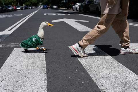 Meet Merlin, the viral Mexican duck taking the World Cup by storm