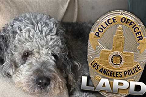 Family of Dog Killed by LAPD Will Sue if Not Handled 'Appropriately'