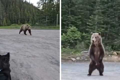Grizzly Bear Charges at Woman Hiking in Canada, on Video