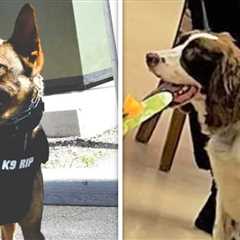 K-9 Cop Charged After Two Department Dogs Die in Hot Car
