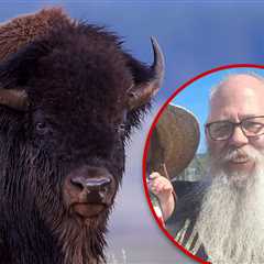 Yellowstone Bison Involved in Viral Tourist Attack Won't be Euthanized