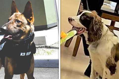 K-9 Cop Charged After Two Department Dogs Die in Hot Car