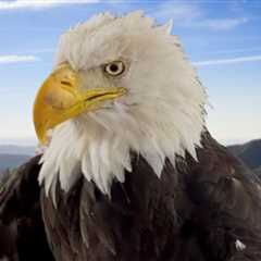 Jackie the Bald Eagle Memorials Could Include Statue, Drone Show in Big Bear
