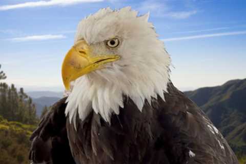 Jackie the Bald Eagle Memorials Could Include Statue, Drone Show in Big Bear