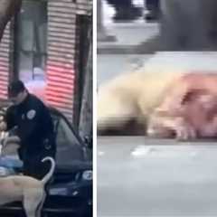 Pit Bull Drenched with Blood After Mauling Woman in San Francisco