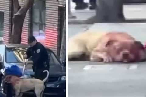 Pit Bull Drenched with Blood After Mauling Woman in San Francisco