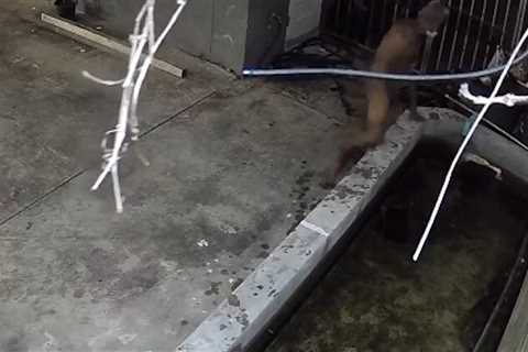 Man Arrested For Having Sex With Koi Fish In Disgusting Video